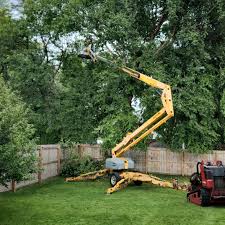 How Our Tree Care Process Works  in  Clio, AL