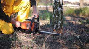 Best Storm Damage Tree Cleanup  in Clio, AL