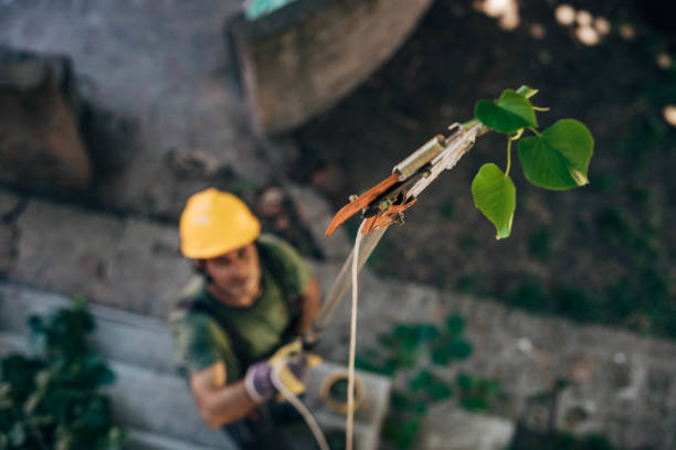 Best Hazardous Tree Removal  in Clio, AL