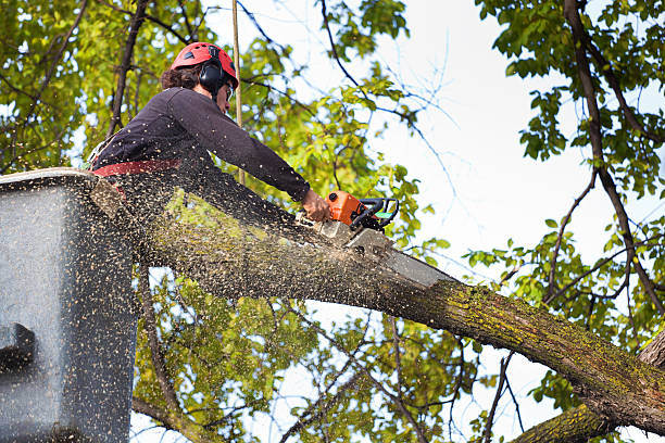 Best Tree Disease Treatment  in Clio, AL