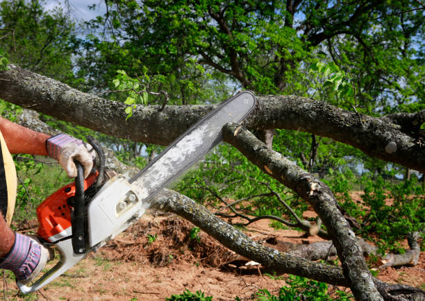 Clio, AL Tree Care  Company